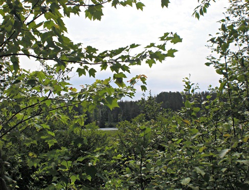 Bog View From Road