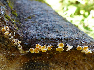 Lachnellula agassizii - Pézize d'Agassiz - Lachnelle d'Agassiz 