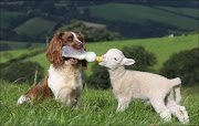 Il vero cane pastore (7 img). Invia tramite emailPostalo sul blogCondividi . (sheepdog )