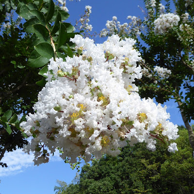 山田池公園のサルスベリ