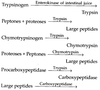 Solutions Class 11 Biology Chapter -16 (Digestion and Absorption)