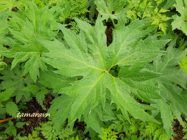 Белокопытник Татеваки (Petasites tatewakianus)