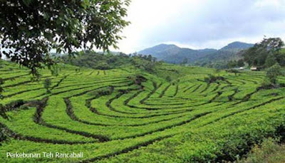 Perkebunan Teh Rancabali