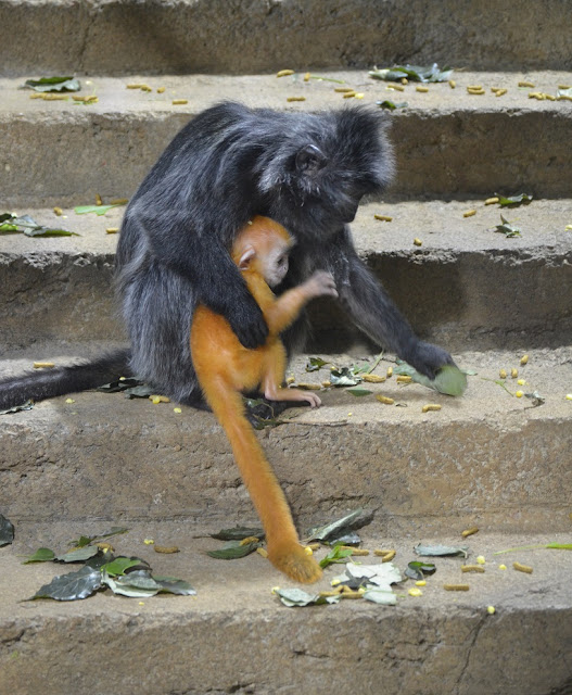 Mother langur Daria holds her orange baby with her right arm as she reaches for food with her left.