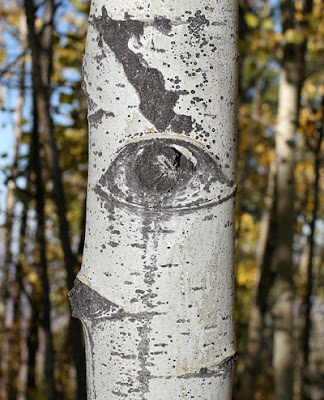 Aspen eye