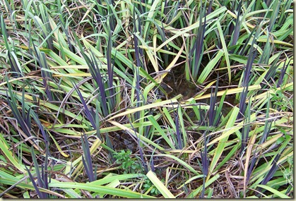 100_5997crop