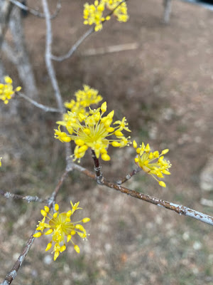 산수유 근접 사진