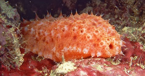 Penjelasan Mengenai Hewan  Berkulit Duri Echinodermata 