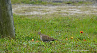 Mourning dove – Rockport Beach, TX – Feb. 19, 2017 – by Jodi Arsenault