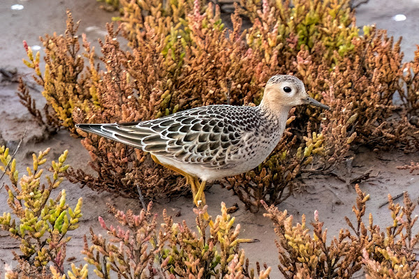 Buff-breasted sandpiper