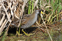 Sora – Cap Tourmente National Wildlife Area, QC – photo by Cephas