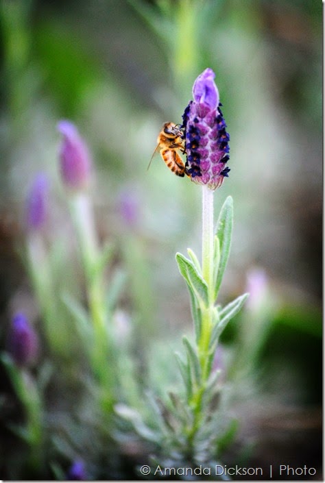 Bee   Lavender 1