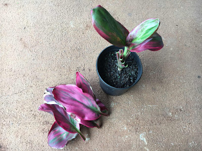 [ベスト] 植物 成長点 334720-植物 成長点 細胞