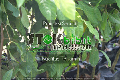 Lengkeng                                                                                           manfaat buah kelengkeng
