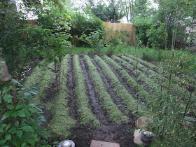 till and fertilize rows in garden
