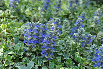 Ajuga reptans «Variegata»