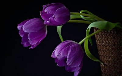 Gambar Bunga Tulip