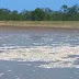 VÍDEO: Seca dos rios causa morte de milhares de peixes no AM