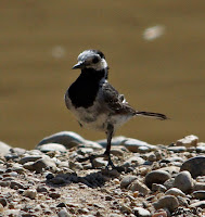 Lavandera blanca o aguzanieves (Motacilla alba)