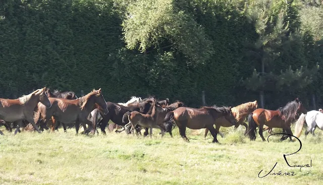 caballos salvajes