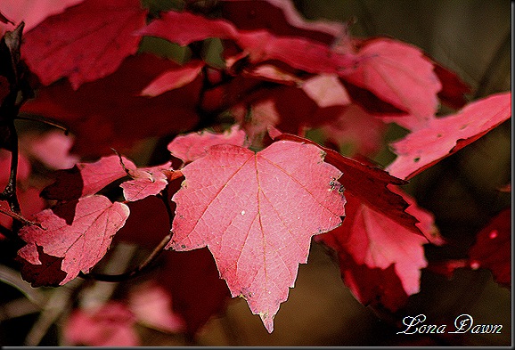 LH_Maple_Fall