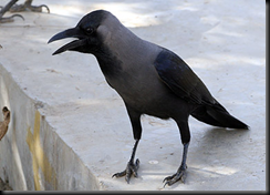 housecrowjpg