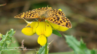 Boloria (Clossiana) dia DSC88946