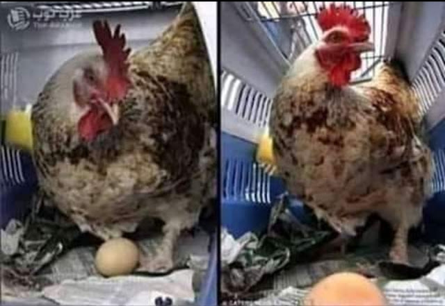 سألو الدجاجه . لماذا تضعين البيض  وانتي تعلمين ان الانسان سيأكلها  فأجابت