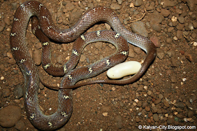  Pictures of Indian Wolf Snake Lycodon Aulicus  Common Wolf Snake Lycodon Aulicus Laying Eggs - Photos
