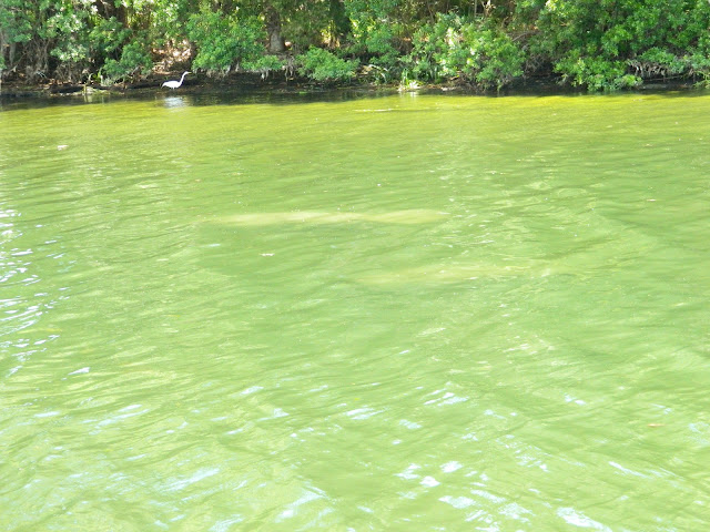 florida manatee