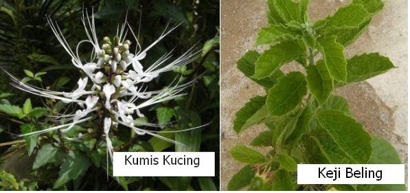 Keji Beling dan Kumis  Kucing Herbal Ampuh Penghancur Batu 