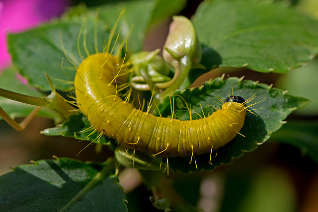 Delias descombesi the Red-spot Jezebel larva