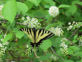 tiger swallowtail butterfly on wild black cherry blossoms