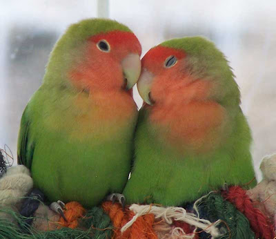 kissing love birds video pics