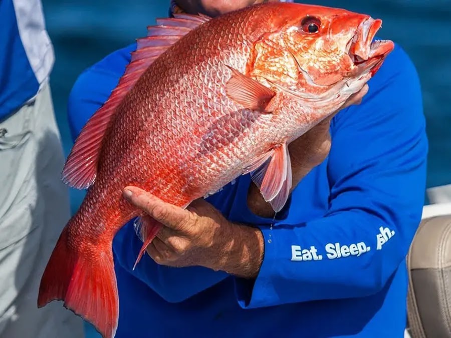 Red Snapper