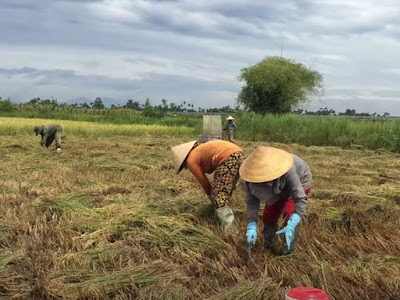 Quảng Ngãi 2500 ha lúa bị ngã đổ