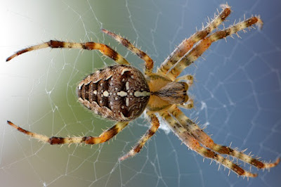 Camel spider facts and information