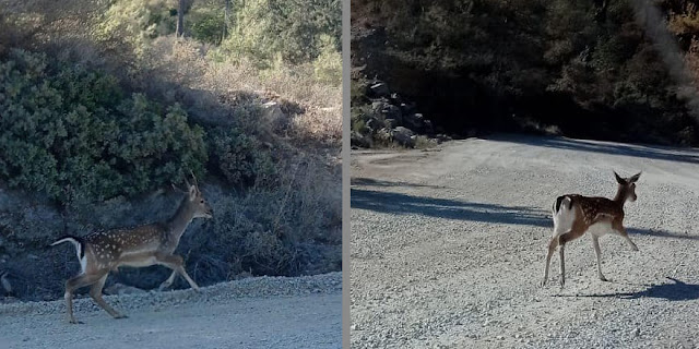 Fallow deer spotted in Karaağaç-Alevkayası region in North Cyprus