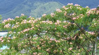 Arbre en fleur en Corée.