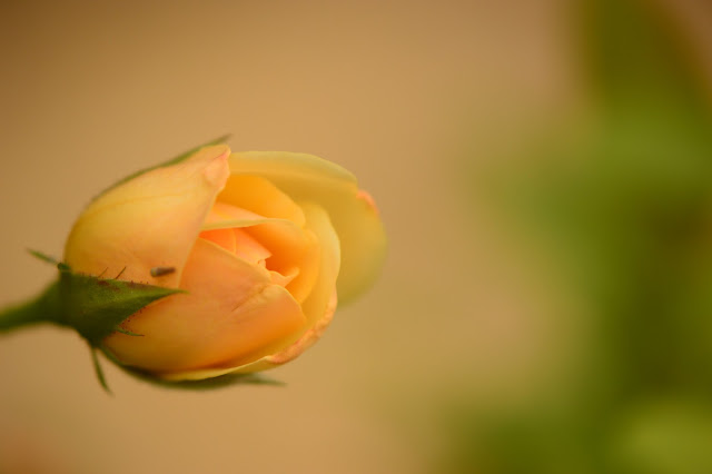 rose Graham Thomas, David Austin roses, small sunny garden, amy myers photography, desert garden