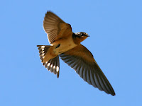 Barn Swallow