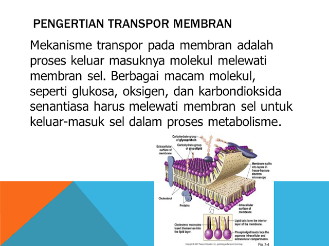 Pengertian Transpor Membran