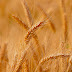 Identifican un gen que mejora cualidades nutricionales del trigo