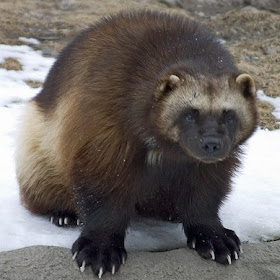 North American Wolverine