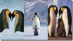 peguin samsung star wallpaper