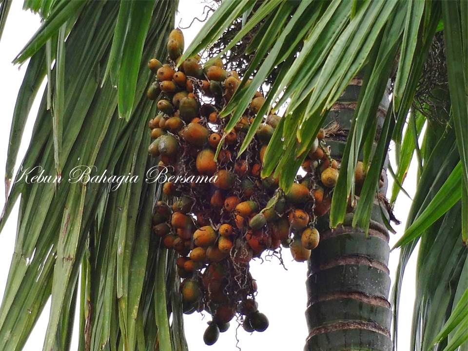 Kebun Bahagia Bersama: Buah Pinang Muda Natural Viagra