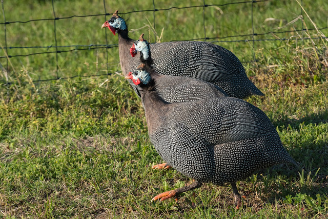 Guinea Fowl, FM 1181