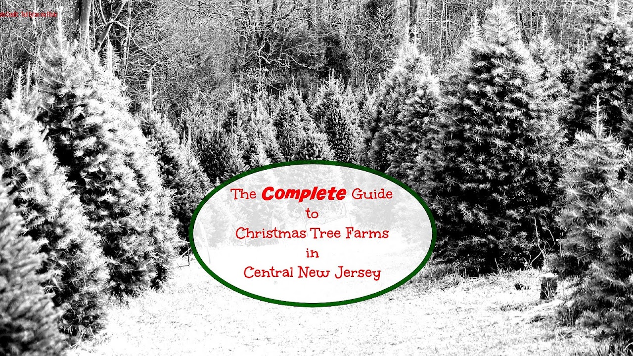 Choose And Cut Christmas Tree Farms