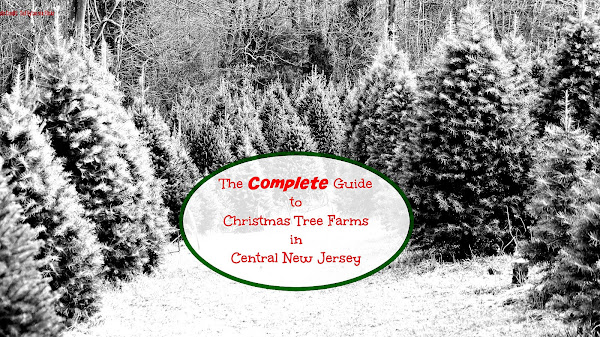 Choose And Cut Christmas Tree Farms
