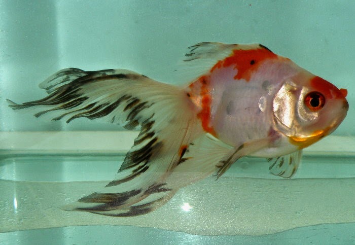 金魚快訊部落格goldfish Messages Blog 長尾櫻花琉金 Sakura Ryukin With Fringetail
